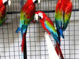 Full evFull evcil konuşan macaw papaganımız