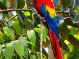 Full Evfull Evcil Konuşan Macaw Papaganımız