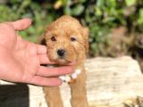 En güzel Maltipoo yavrularımız