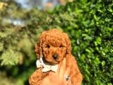 Orjinal Toy Poodle Yavrularımız Yeni Yuvasını Arıyor