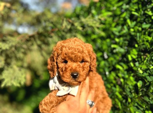 Orjinal Toy Poodle Yavrularımız Yeni Yuvasını Arıyor görsel