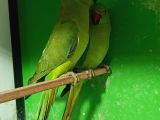 Kapalı Bilezik Pakistan Papağanları