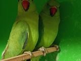 Kapalı bilezik Pakistan papağanları