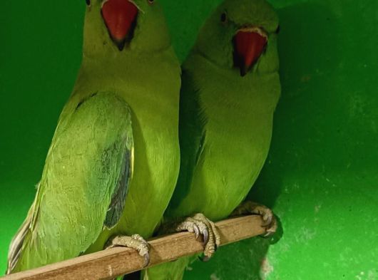 Kapalı Bilezik Pakistan Papağanları