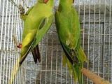 Kapalı Bilezik Pakistan Papağanları