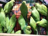 Kapalı Bilezik Pakistan Papağanları