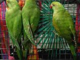 Kapalı bilezik Pakistan papağanları