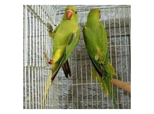 Kapalı Bilezik Pakistan Papağanları