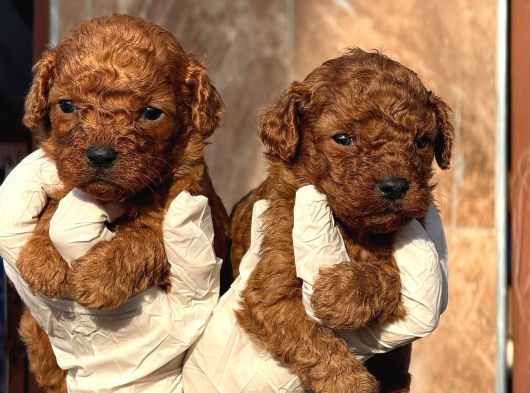 Kore Toy Poodl Yavrularımız Ruhsatlı Çiftliği Mızden görsel