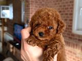 Toy poodle bebekler