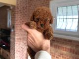 Toy Poodle Bebekler