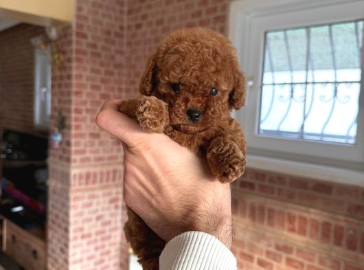 Toy Poodle Bebekler görsel