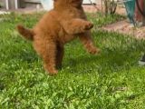 Toy Poodle Bebekler