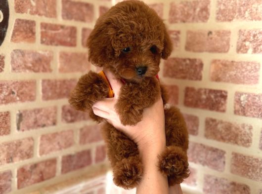 Toy Poodle Bebekler görsel