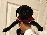 Pug Mops Yavru