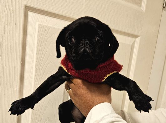 Pug Mops Yavru görsel