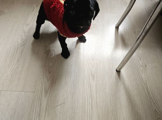 Pug Mops Yavru görsel