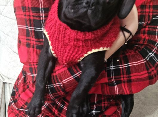Pug Mops Yavru görsel