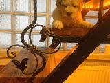 Ev doğumu maltipoo yavrularım