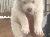 Üst Kalite Beyaz Husky Bebekler