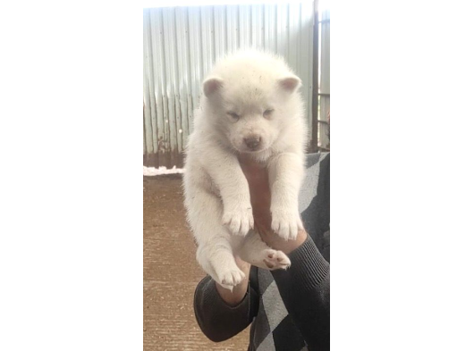 Üst Kalite Beyaz Husky Bebekler görsel