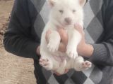 Üst kalite beyaz husky bebekler