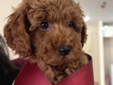 Erkek Ve Di̇şi̇ Ufak Toypoodle 2 Aylik