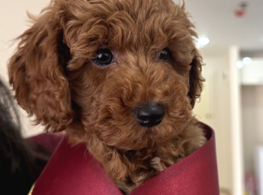 Erkek Ve Di̇şi̇ Ufak Toypoodle 2 Aylik görsel