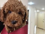 Erkek Ve Di̇şi̇ Ufak Toypoodle 2 Aylik