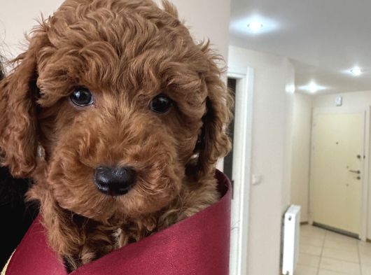 Erkek Ve Di̇şi̇ Ufak Toypoodle 2 Aylik görsel