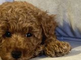 ERKEK VE DİŞİ UFAK TOYPOODLE 2 AYLIK