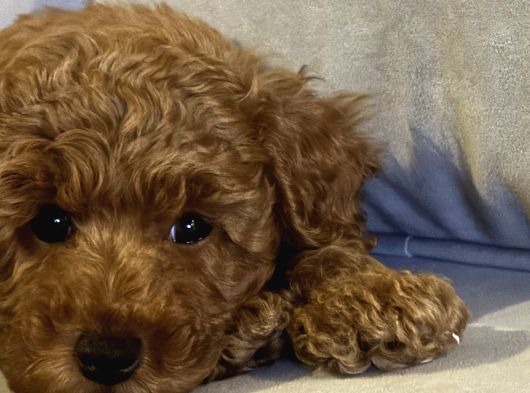 Erkek Ve Di̇şi̇ Ufak Toypoodle 2 Aylik