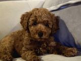 Erkek Ve Di̇şi̇ Ufak Toypoodle 2 Aylik