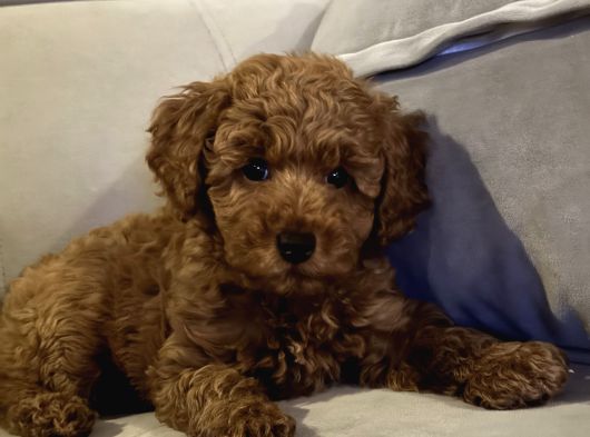Erkek Ve Di̇şi̇ Ufak Toypoodle 2 Aylik görsel