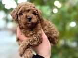 Toy Poodle Red Brown 0 Numara Yavrumuz