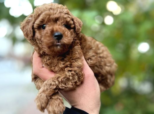 Toy Poodle Red Brown 0 Numara Yavrumuz görsel
