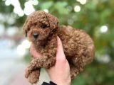Toy Poodle Red Brown 0 Numara Yavrumuz