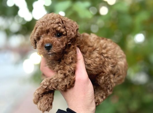 Toy Poodle Red Brown 0 Numara Yavrumuz görsel