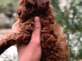 Toy Poodle Red Brown 0 Numara Yavrumuz