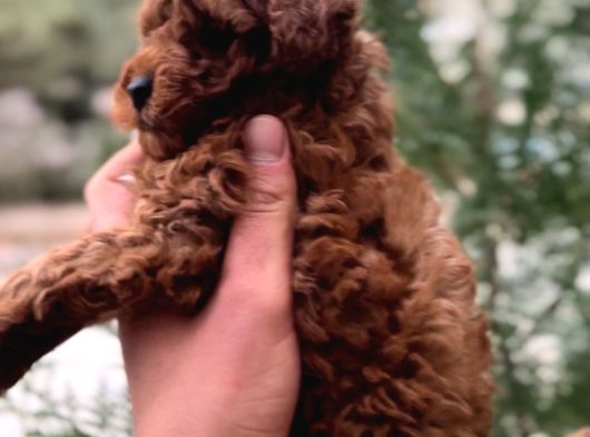 Toy Poodle Red Brown 0 Numara Yavrumuz görsel