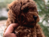 Toy Poodle Red Brown 0 Numara Yavrumuz