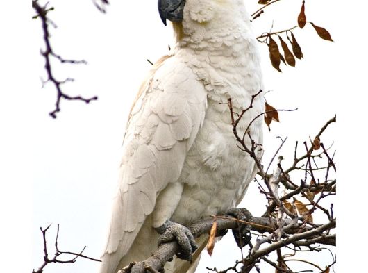 Sülfür Kakadu