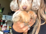 Long Hai̇r Merle Mavi̇ Göz Özel Dacshund