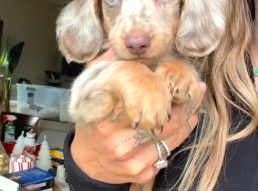 Long Hai̇r Merle Mavi̇ Göz Özel Dacshund görsel