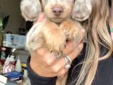 Long Hai̇r Merle Mavi̇ Göz Özel Dacshund