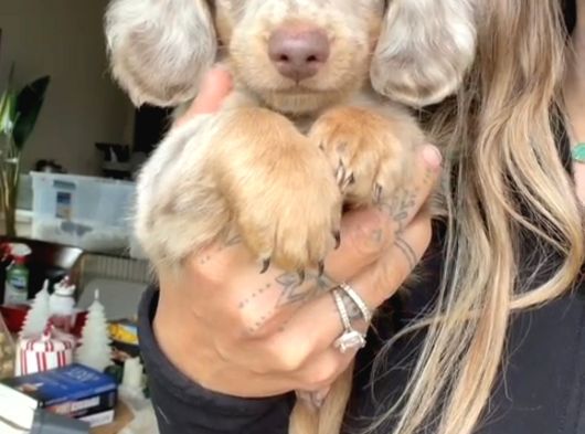 Long Hai̇r Merle Mavi̇ Göz Özel Dacshund görsel