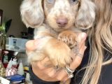 LONG HAİR MERLE MAVİ GÖZ ÖZEL DACSHUND