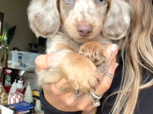 Long Hai̇r Merle Mavi̇ Göz Özel Dacshund