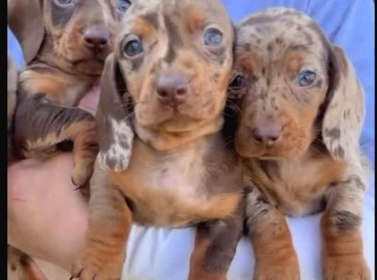 Premium Kalitede Her Renkte Dachshund Yavrular görsel