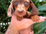 Premium kalitede her renkte Dachshund yavrular